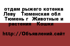 отдам рыжего котенка Леву - Тюменская обл., Тюмень г. Животные и растения » Кошки   